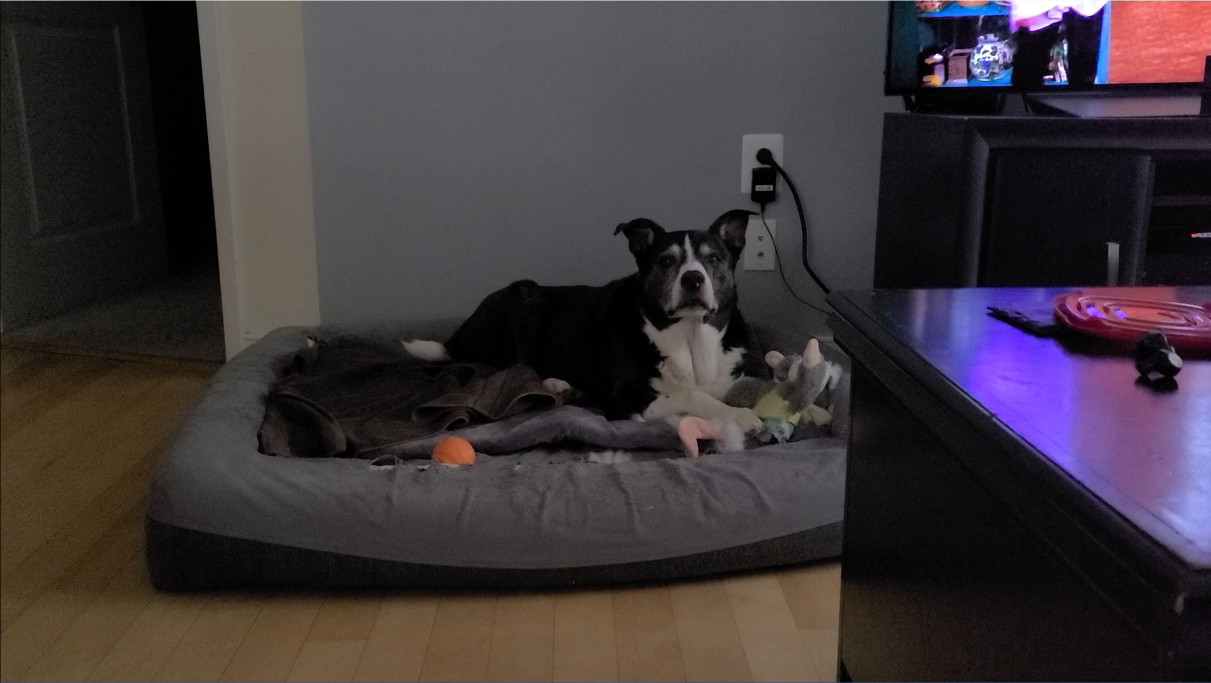 Playing with Squeaky Toy